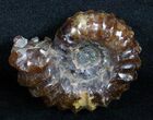 Polished Douvilleiceras Ammonite - Inches #3651-1